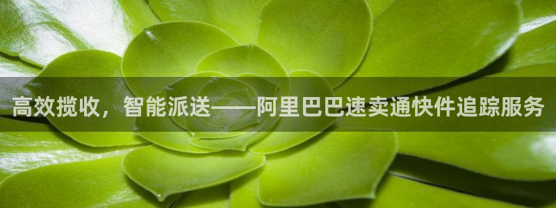 usdt钱包图片：高效揽收，智能派送